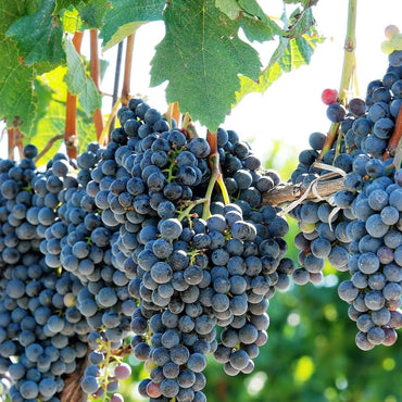 Vitis Riparia Flussufer Weintraubensamen