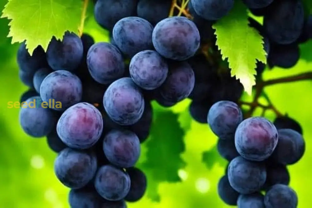 Blue Grape Fruit Planting Seeds for Home Gardens