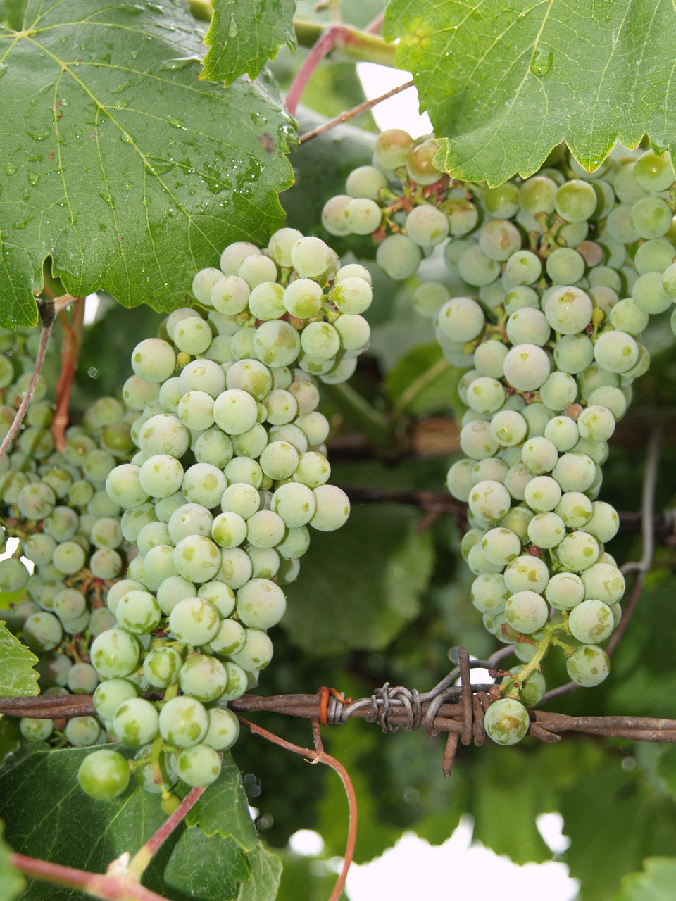 Green Dessert/Table Grape (Vitis vinifera) Fruit Vine Seeds