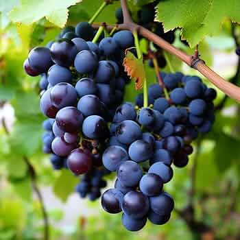 Purple Concord Grape (Vitis labrusca) Fruit Vine Seeds – White Flowering Grapevine
