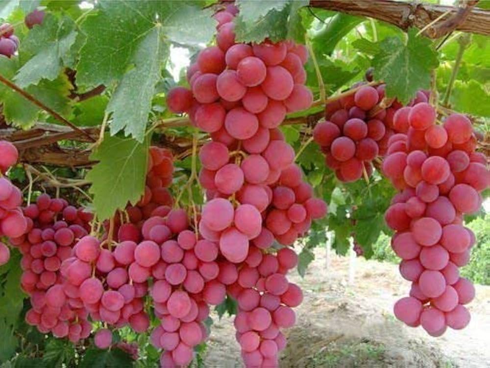 Grape Vitis vinifera Fruit Seeds for Planting for Orchard