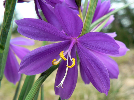 Grasswidow Purple Eyed Grass Sisyrinchium Inflatum Syn. Olsynium Douglasii Reddish Purple Ornamental Grass Flower Seeds heirloom non-gmo organic garden seeds