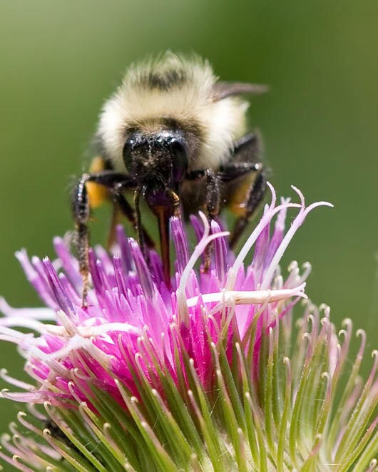 Great Burdock Arctium Lappa Edible Burdock Herb Flower Seeds heirloom non-gmo organic garden seeds