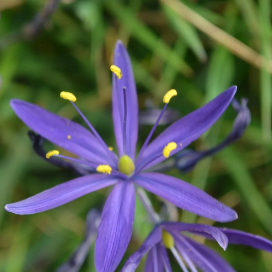 Camassia Quamash Flower Seeds