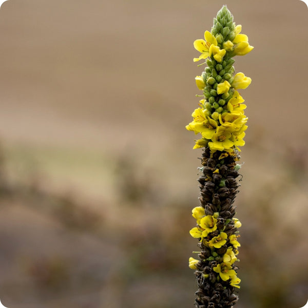 Great Mullein Verbascum Thapsus Seeds heirloom non-gmo organic garden seeds