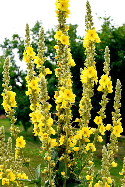 Great Mullein (Verbascum thapsus) Seeds