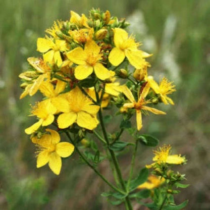 Great Saint John'S Wort Hypericum Pyramidatum Yellow Flower Herb Seeds heirloom non-gmo organic garden seeds