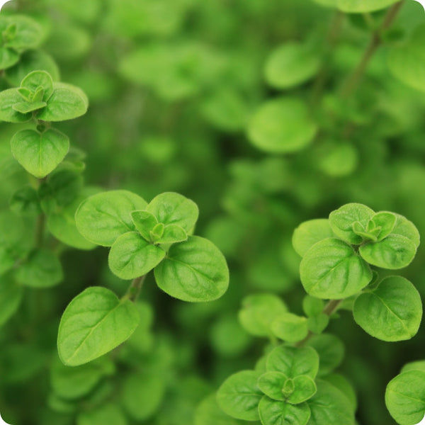 Greek Oregano Seeds Origanum Vulgare Hirtum heirloom non-gmo organic garden seeds