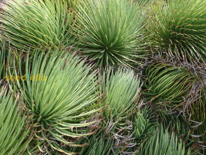 Green Agave Stricta Seeds For Planting heirloom non-gmo organic garden seeds