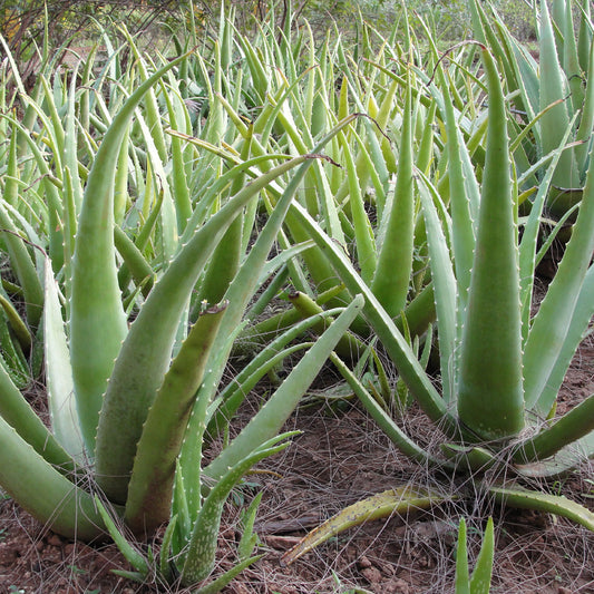 Aloe Vera Seeds For Planting Green Variety heirloom non-gmo organic garden seeds