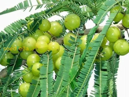 Green Amla Seeds for Planting - Grow Your Own Amla Tree