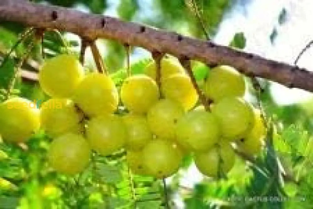 Green Amla Seeds For Planting Grow Your Own Amla Tree heirloom non-gmo organic garden seeds