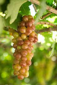 Planting Guide For Green And Red Grape Seeds heirloom non-gmo organic garden seeds