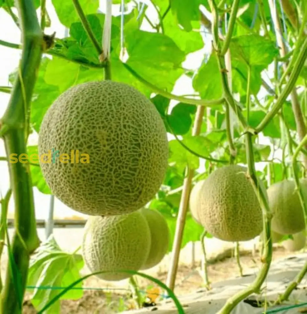 Cantaloupe Melon Seeds For Planting Green And White Variety heirloom non-gmo organic garden seeds