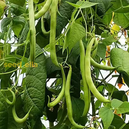 Green Appaloosa Bean Vegetable Seeds For Planting heirloom non-gmo organic garden seeds