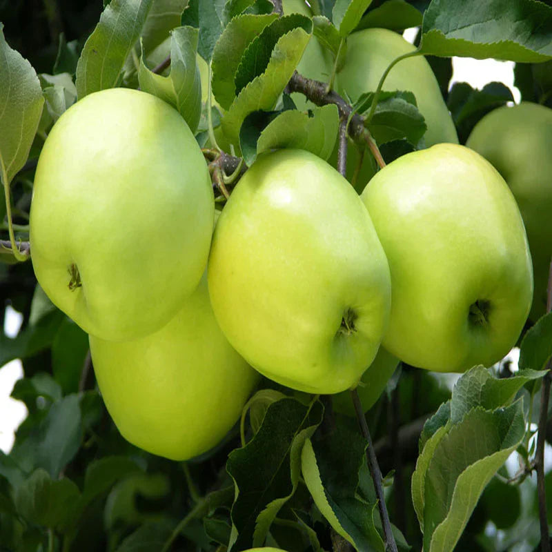 Green Apple Fruit Seeds for Planting | Grow Your Own Apple Tree