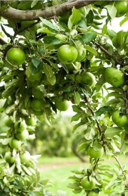 Green Apple Fruit Seeds for Planting - Crisp Apple Variety