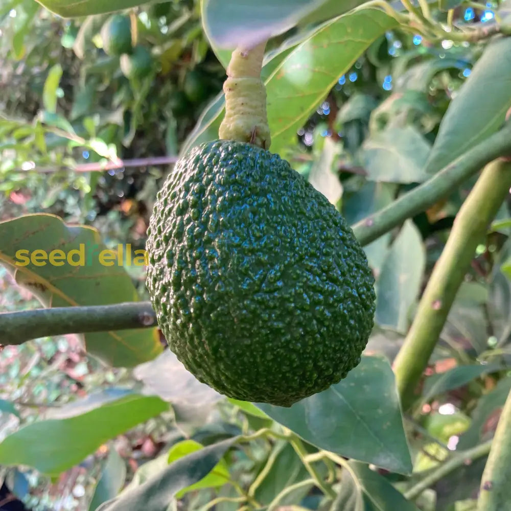 Green Avocado Seeds Planting Seeds For Fresh Avocado Trees heirloom non-gmo organic garden seeds