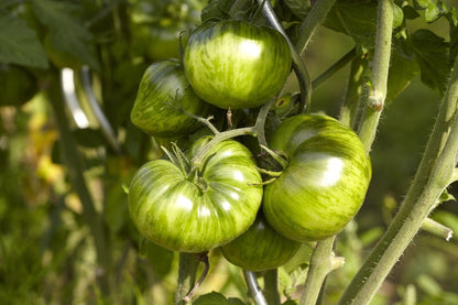 Green Ball Tomato Seeds – Green Zebra Cherry Tomatoes for Garden