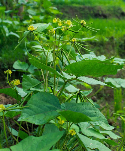 Mung Bean Vegetable Seeds
