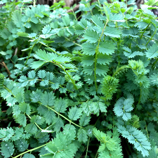 Green Burnet Plant Seeds For Herbal Gardening: Easy Planting Guide heirloom non-gmo organic garden seeds