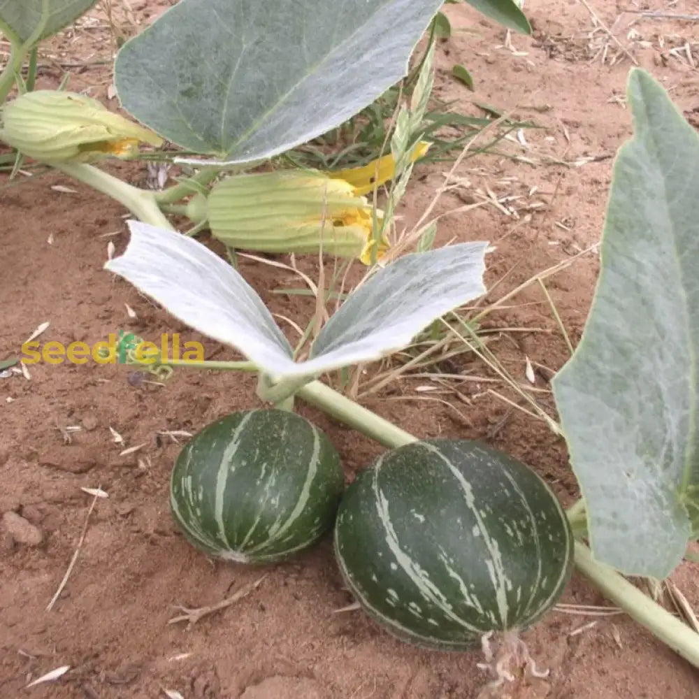 Green Calabazilla Vegetable Seeds For Easy Planting heirloom non-gmo organic garden seeds