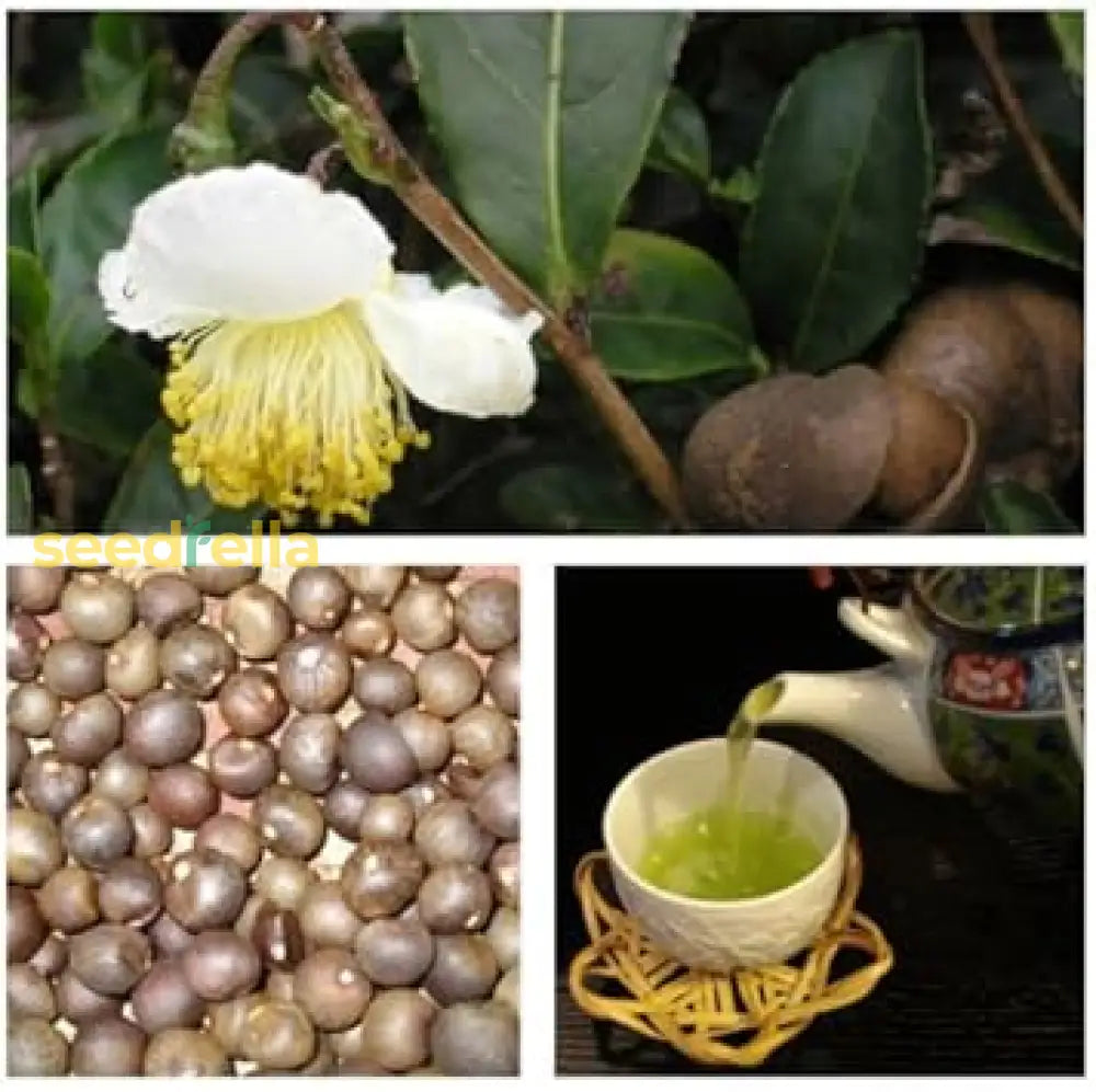 Green Camellia Sinensis Seeds For Planting heirloom non-gmo organic garden seeds