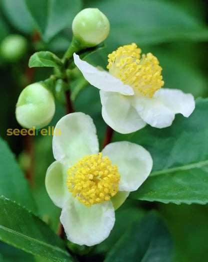 Green Camellia Sinensis Seeds for Planting