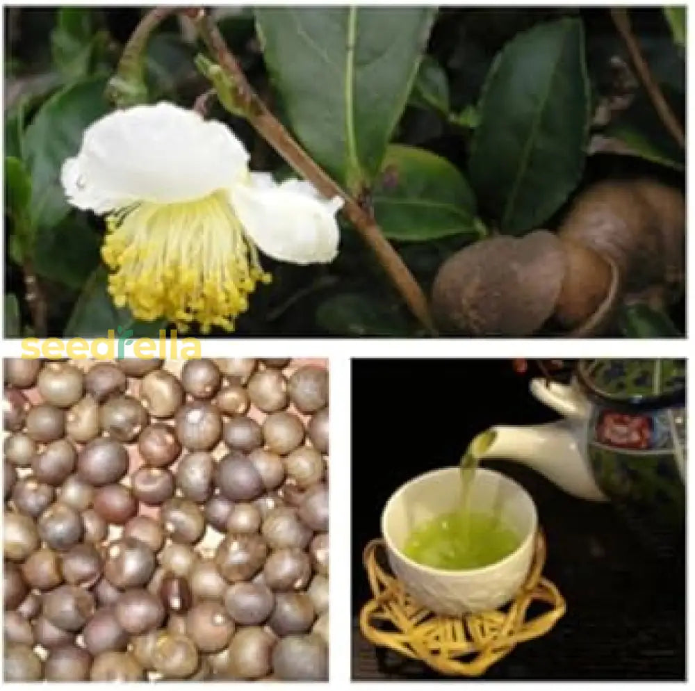 Green Camellia Sinensis Seeds for Planting
