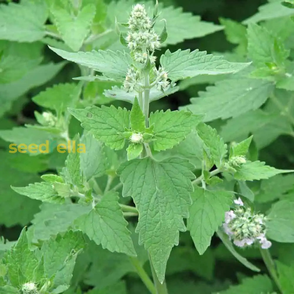Green Catnip Seeds For Easy Planting heirloom non-gmo organic garden seeds