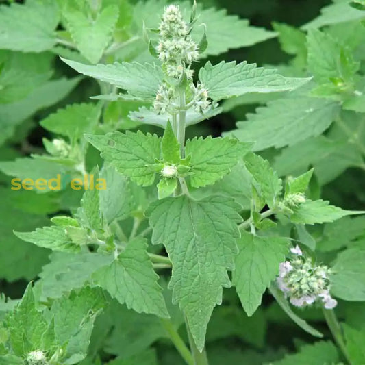 Green Catnip Seeds For Easy Planting heirloom non-gmo organic garden seeds