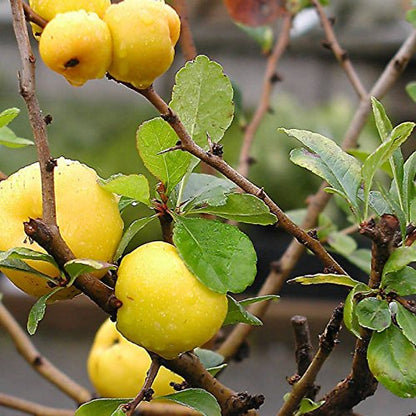 Premium Chaenomeles Green Fruit Seeds Kit For Easy Planting heirloom non-gmo organic garden seeds