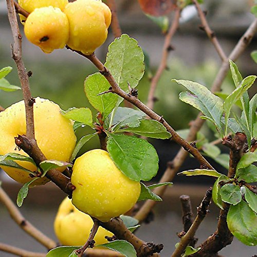 Premium Chaenomeles Green Fruit Seeds Kit For Easy Planting heirloom non-gmo organic garden seeds