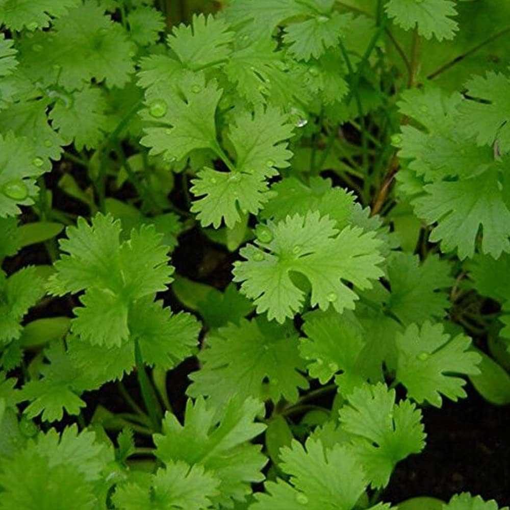 Green Coriander Seeds For Vegetable Planting heirloom non-gmo organic garden seeds
