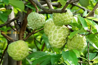 Green Custard Apple Fruit Seeds For Planting Premium Quality For Home Gardens heirloom non-gmo organic garden seeds