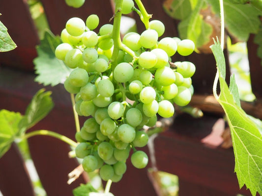 Green Dessert Table Grape Vitis Vinifera Fruit Vine Seeds heirloom non-gmo organic garden seeds