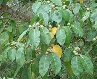 Green Ficus Pertusa Seeds For Planting heirloom non-gmo organic garden seeds