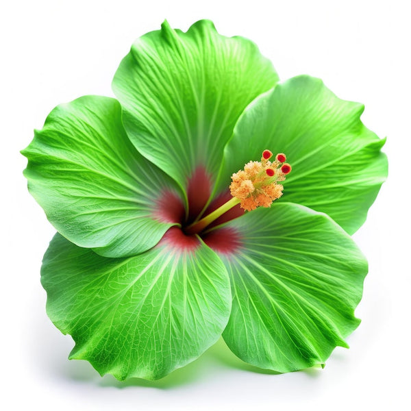 green-hibiscus-flower-showing-