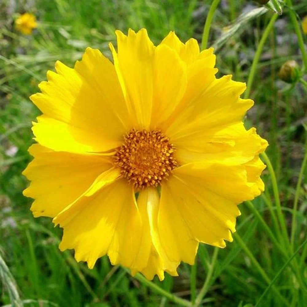 Tickseed Flower Seeds