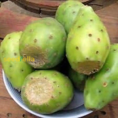 Green Lasiacantha Fruit Seeds For Planting heirloom non-gmo organic garden seeds
