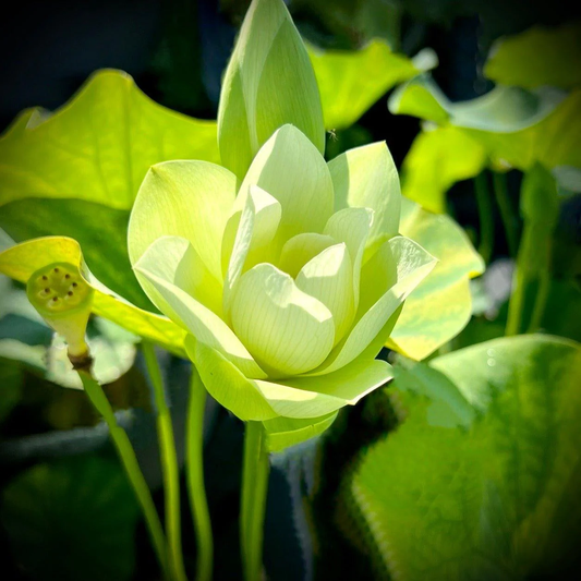 Green Lotus Seeds – Unique Leafy Aquatic Plant for Garden Ponds