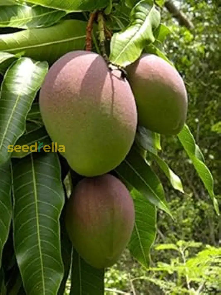 Green Mango Seeds For Planting heirloom non-gmo organic garden seeds