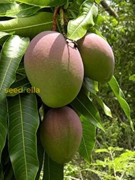 Green Mango Seeds For Planting heirloom non-gmo organic garden seeds