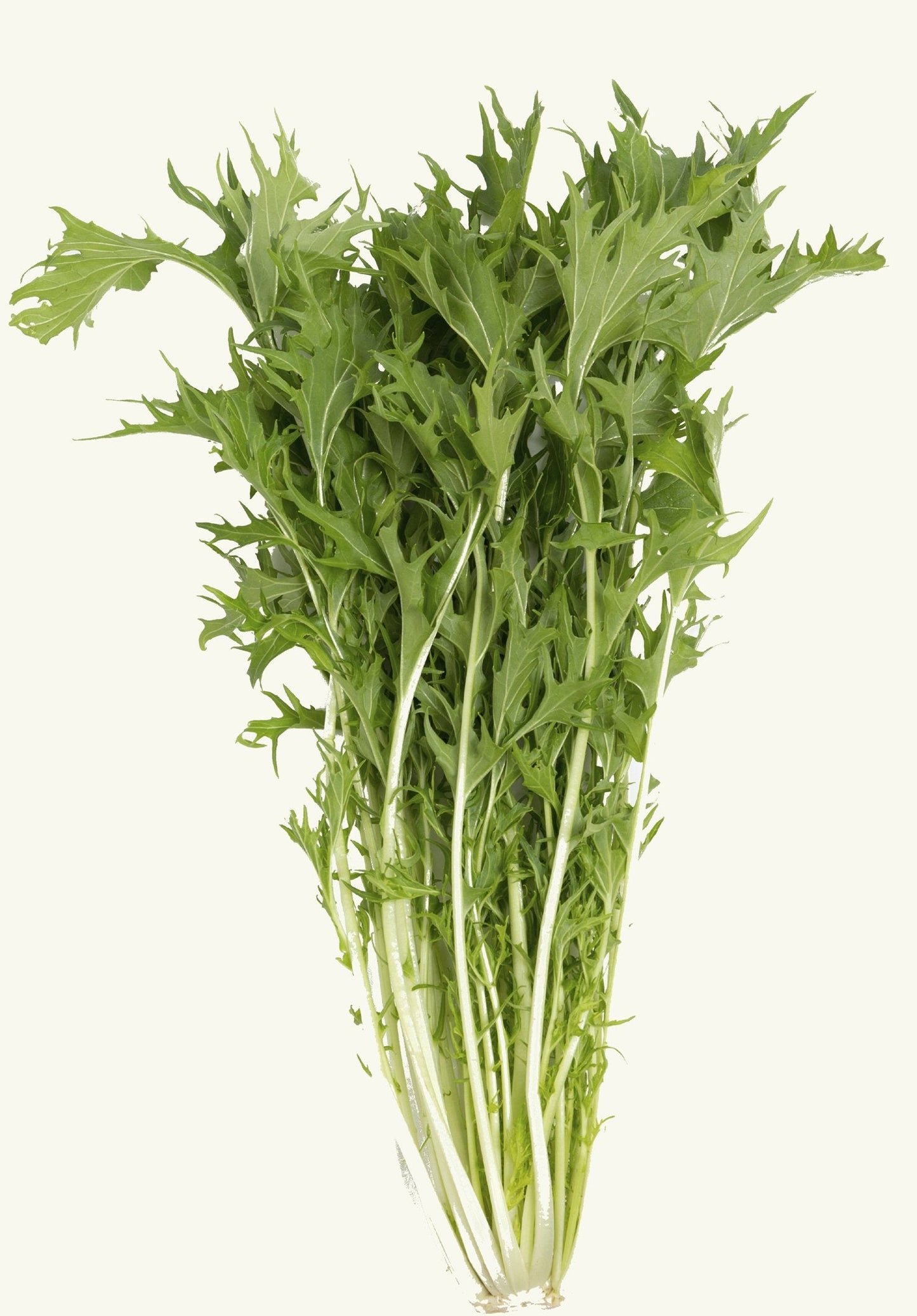 Green Mizuna Mustard (Brassica juncea) Japanese Greens Herb Vegetable Seeds