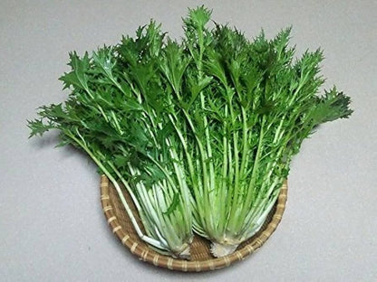 Green Mizuna Mustard (Brassica juncea) Japanese Greens Herb Vegetable Seeds