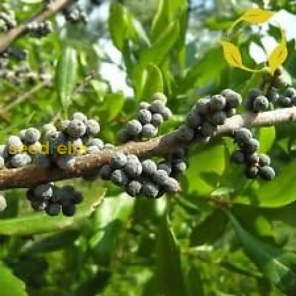 Green Myrtle Myrica Cerifera Seeds For Planting Grow Beautiful Landscapes heirloom non-gmo organic garden seeds