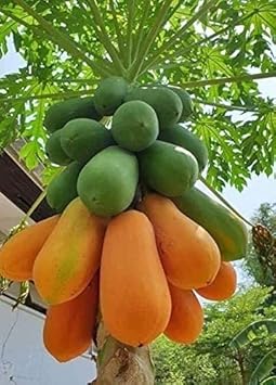 Papaya Fruit Seeds For Planting Fast Growing Green Orange Papaya heirloom non-gmo organic garden seeds