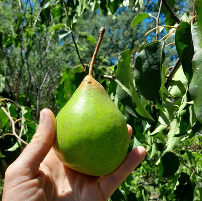 European Pear Tree (Pyrus communis) Fruit Seeds – White Flowers, Green Fruit