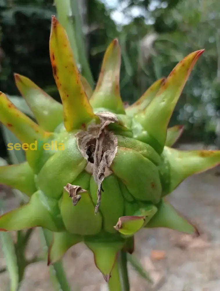 Green Pitaya Fruit Seeds Grow Exotic Dragon Fruit heirloom non-gmo organic garden seeds