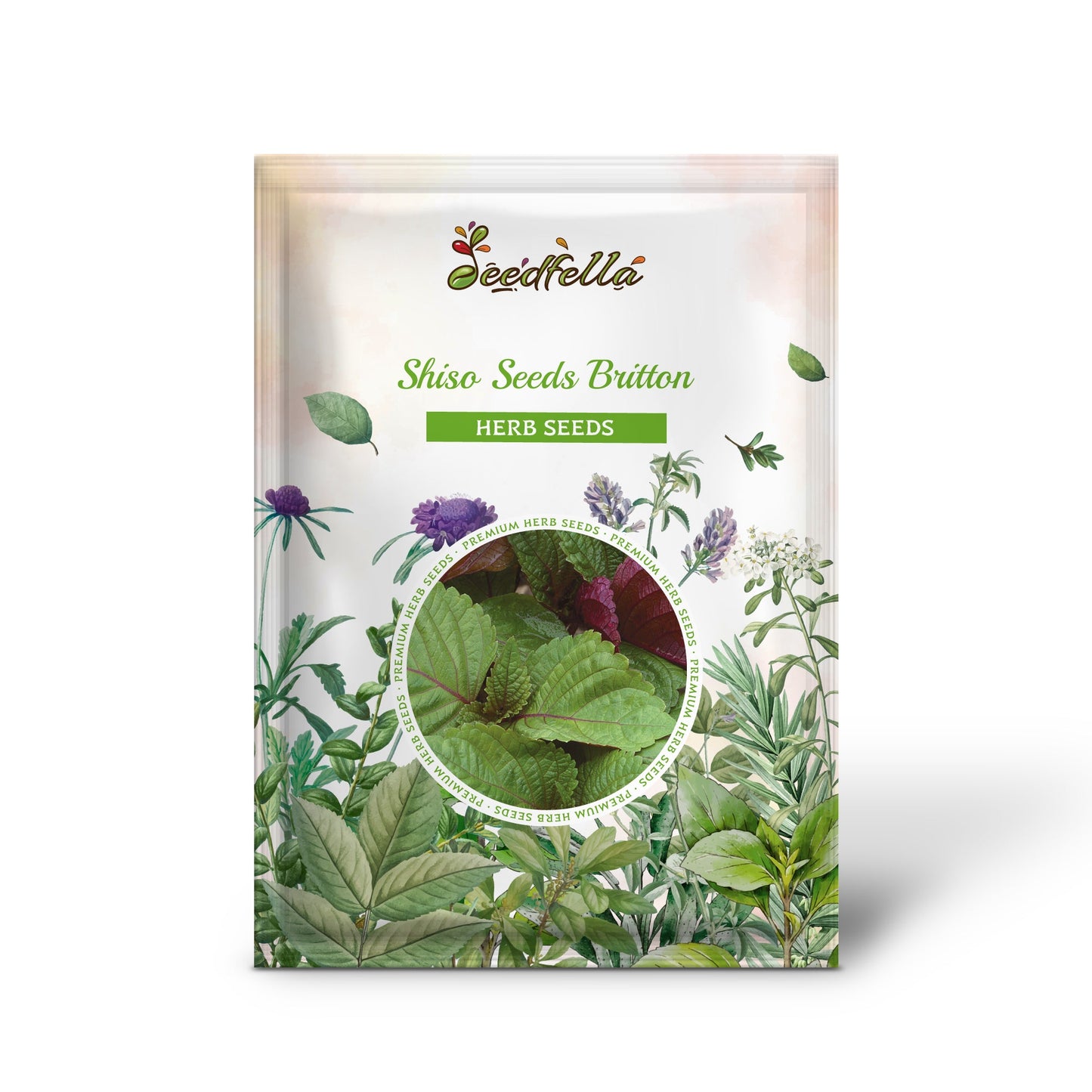 Shiso Seeds - Britton (Perilla frutescens)